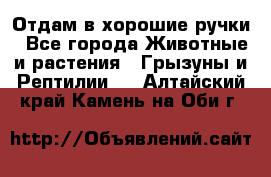 Отдам в хорошие ручки - Все города Животные и растения » Грызуны и Рептилии   . Алтайский край,Камень-на-Оби г.